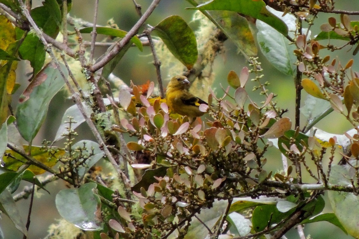 Olivaceous Siskin - ML136546501