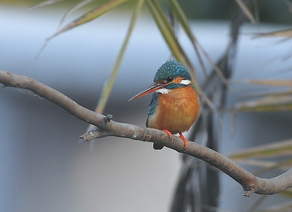Common Kingfisher - Gopi Sundar
