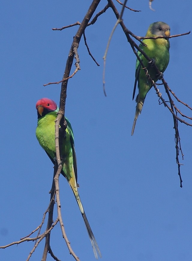Plum-headed Parakeet - Gopi Sundar