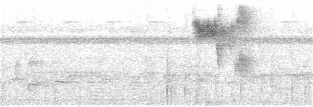 Соломонский карликовый попугайчик - ML136549041