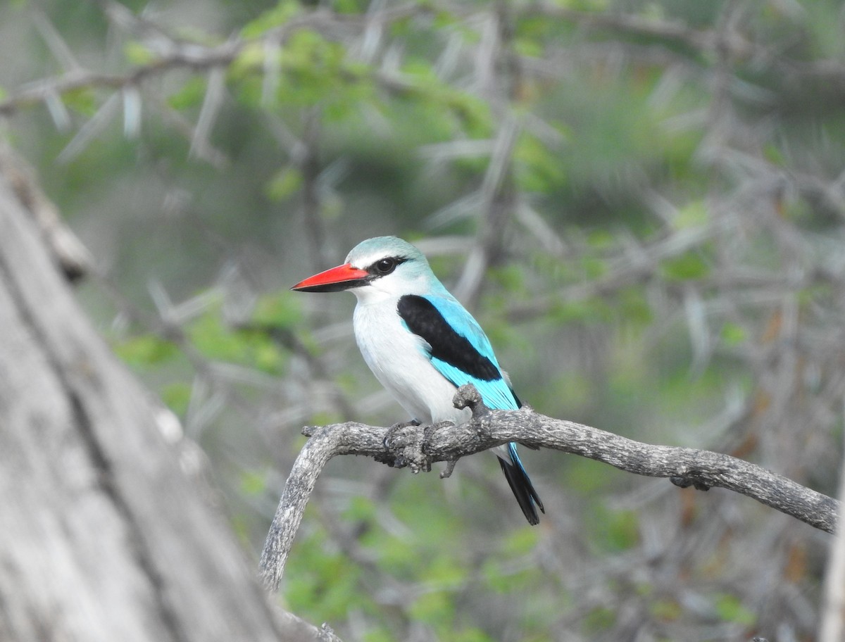 Woodland Kingfisher - Gisele Schoene