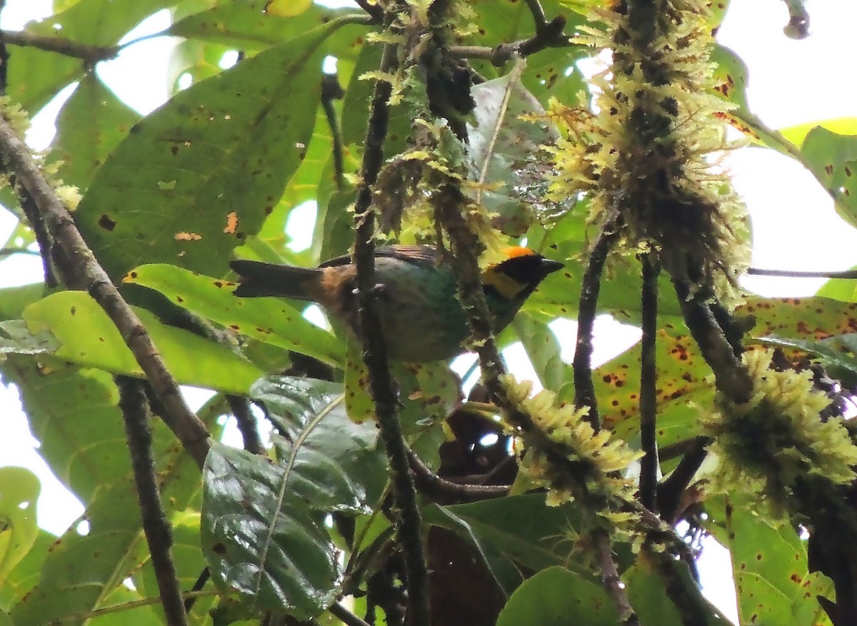 Saffron-crowned Tanager - ML136551631