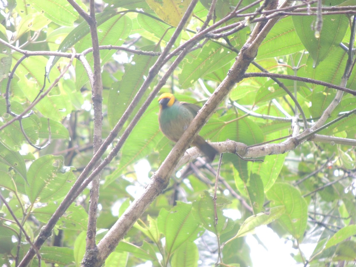 Saffron-crowned Tanager - ML136552831