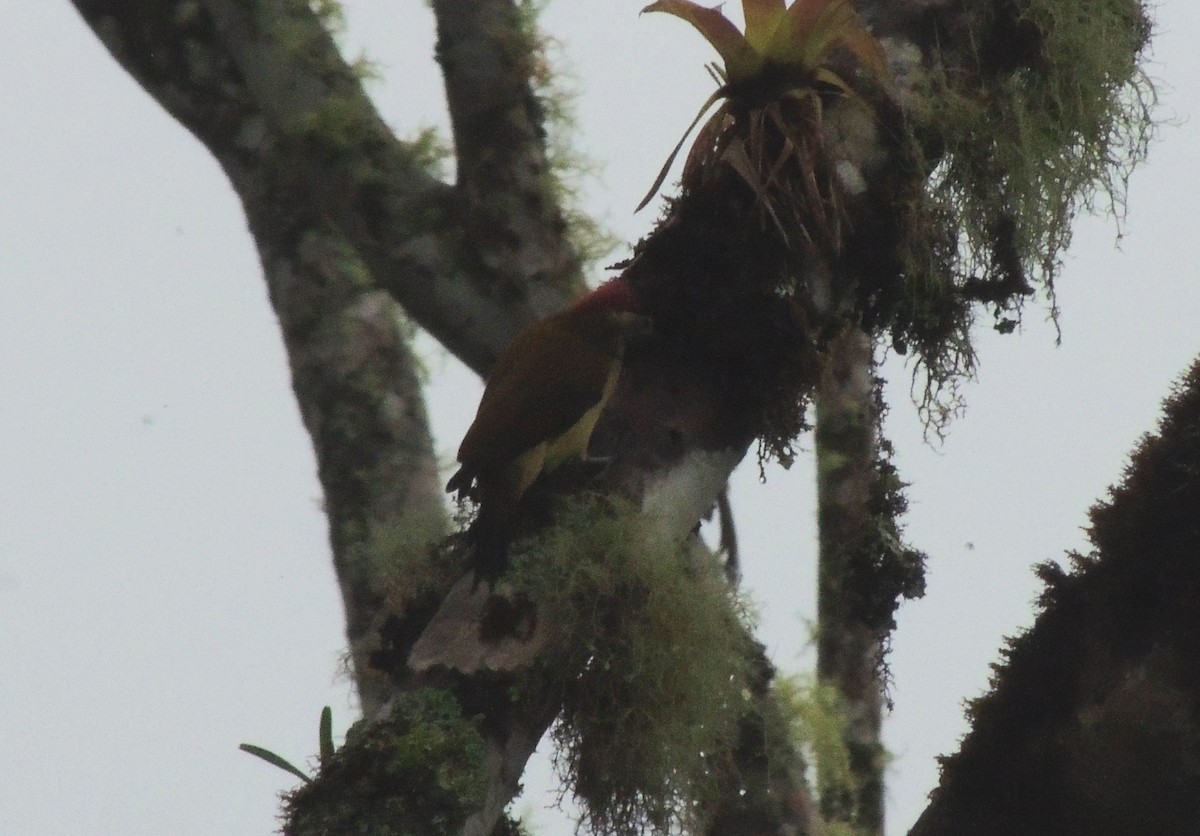 Yellow-vented Woodpecker - Jorge Tiravanti