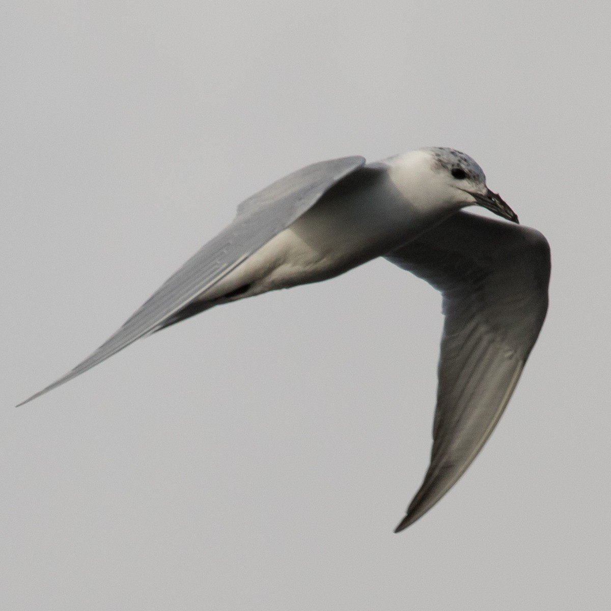 Gull-billed Tern - John Kendall