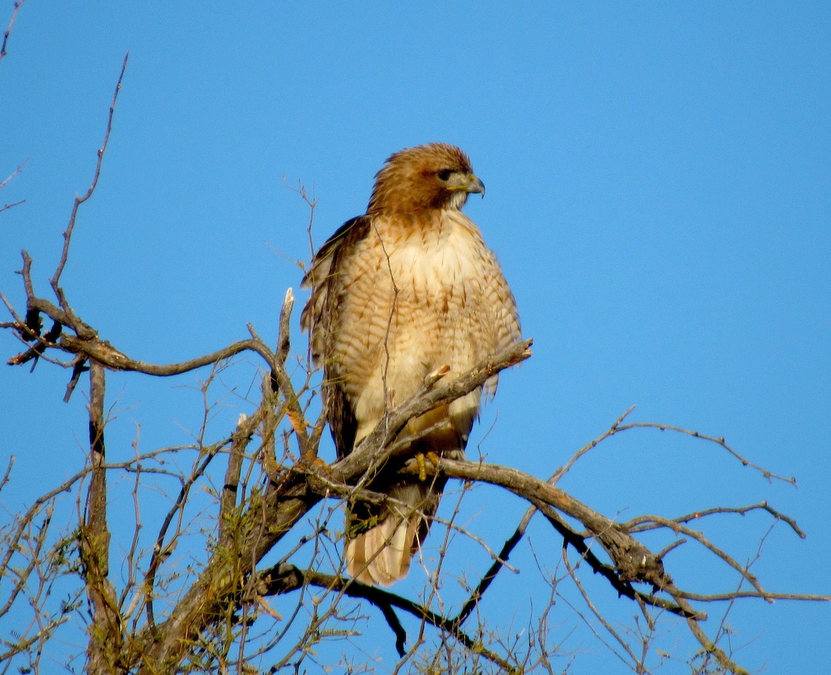Red-tailed Hawk - ML136555381