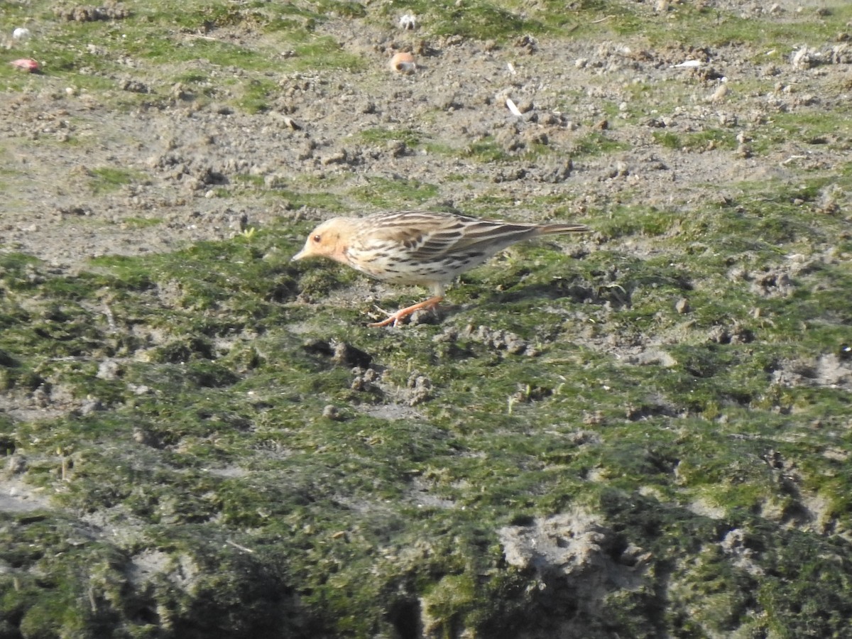 Red-throated Pipit - 撥鼠 土