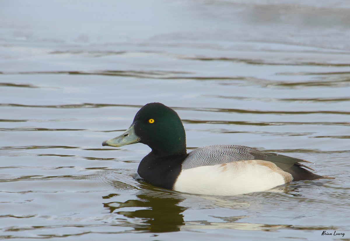 Greater Scaup - Brian Lowry