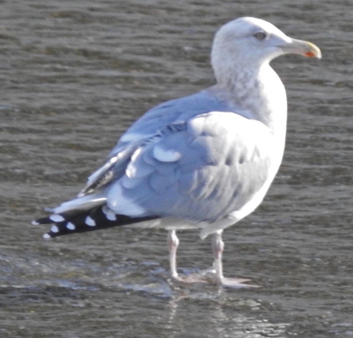 Herring Gull (American) - lynda fenneman