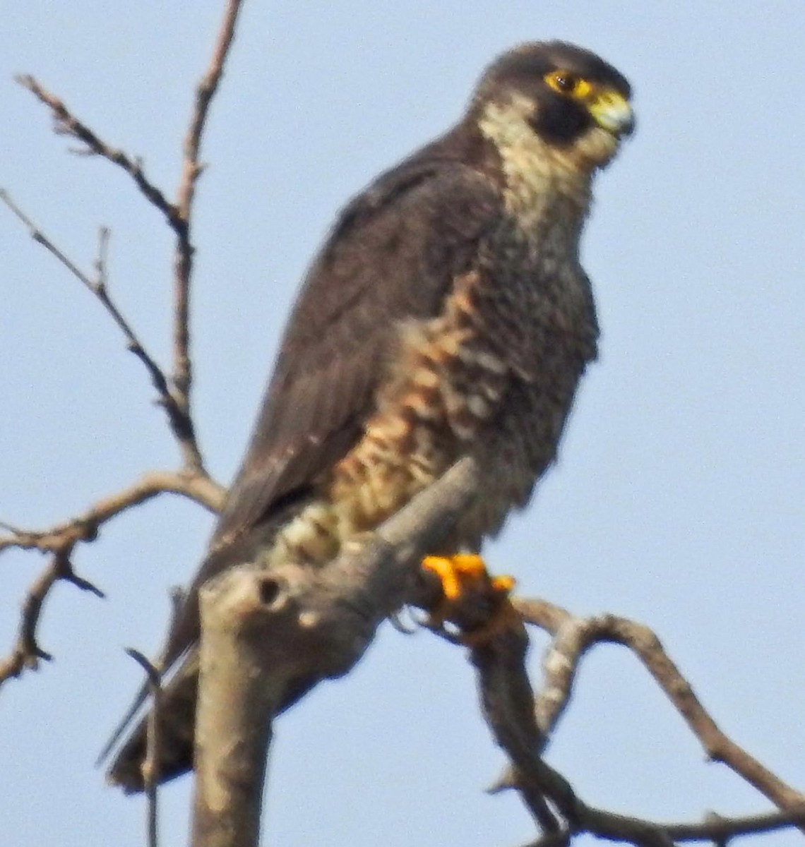 Peregrine Falcon - lynda fenneman