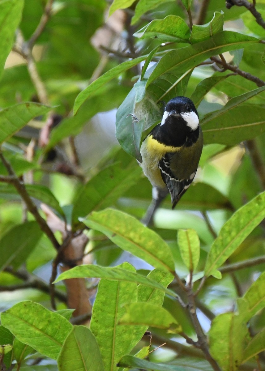Green-backed Tit - ML136564521