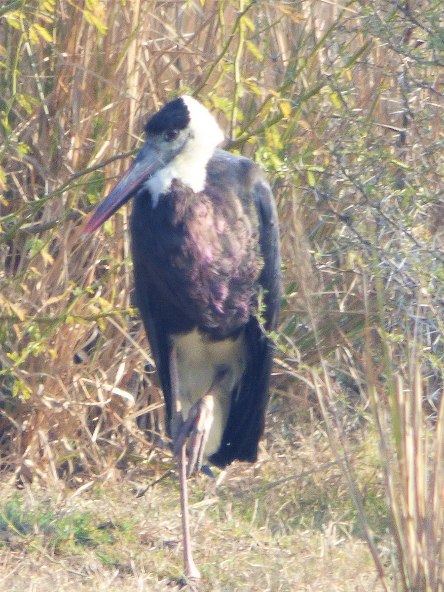 Asian Woolly-necked Stork - ML136565771