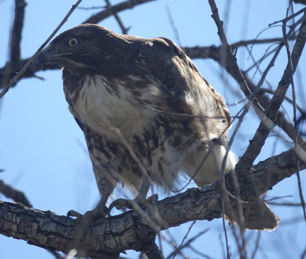 Red-tailed Hawk - ML136566641