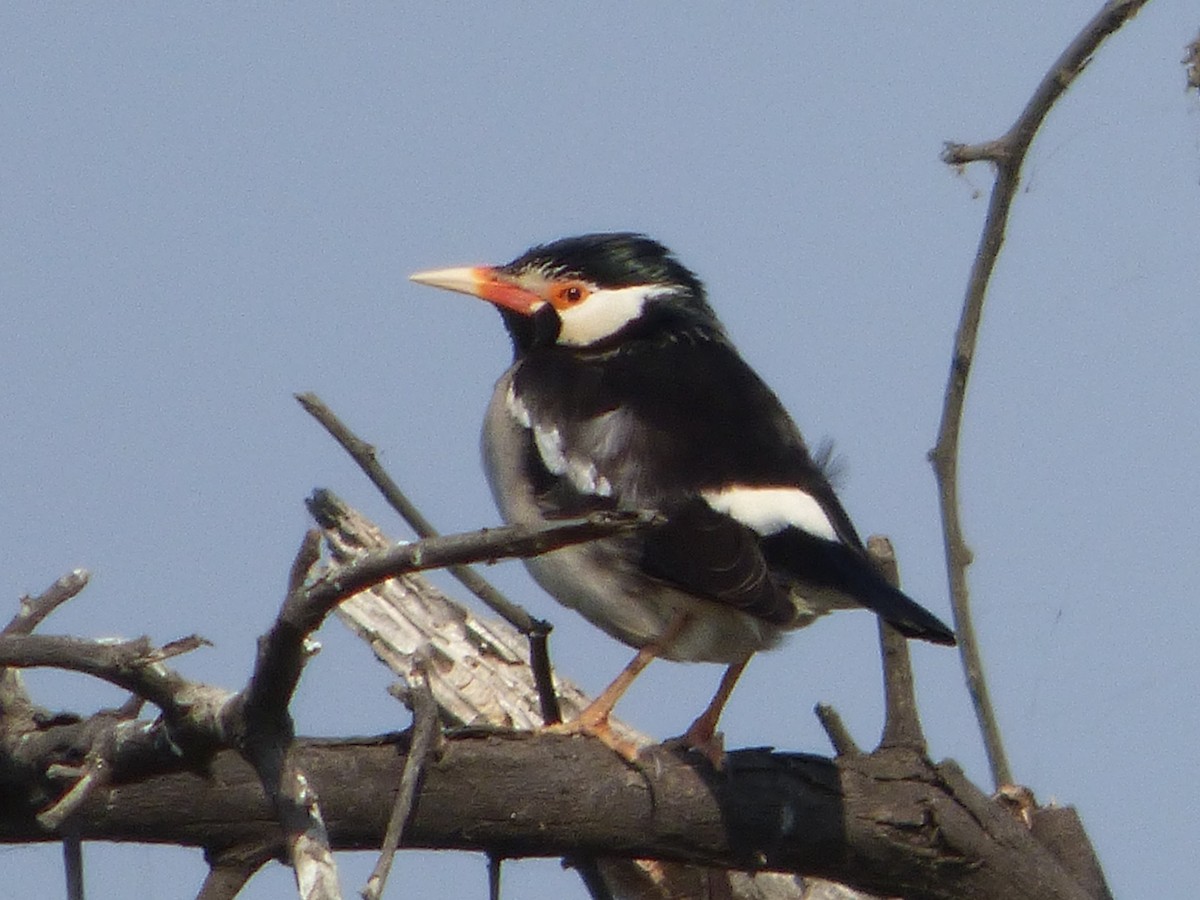 Indian Pied Starling - ML136567631