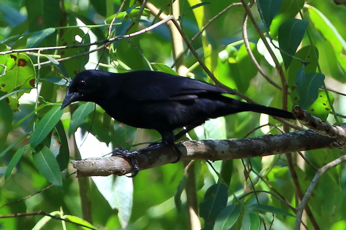 Scrub Blackbird - David Bird