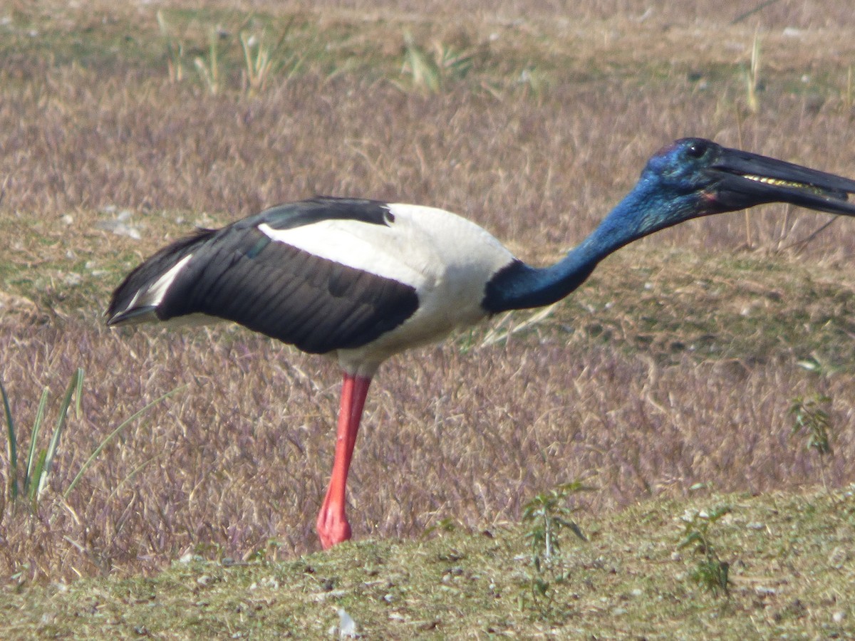 Black-necked Stork - ML136568921