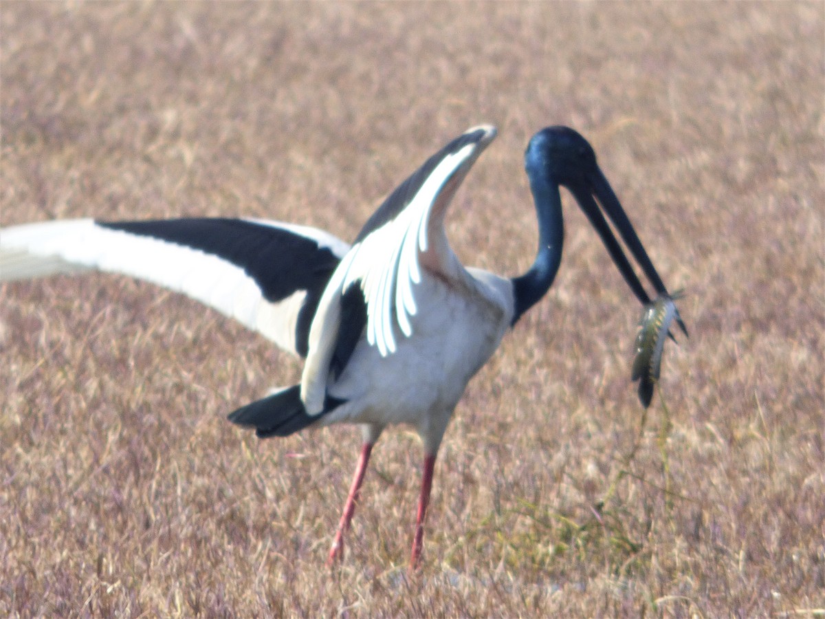 Black-necked Stork - Rustom Jamadar