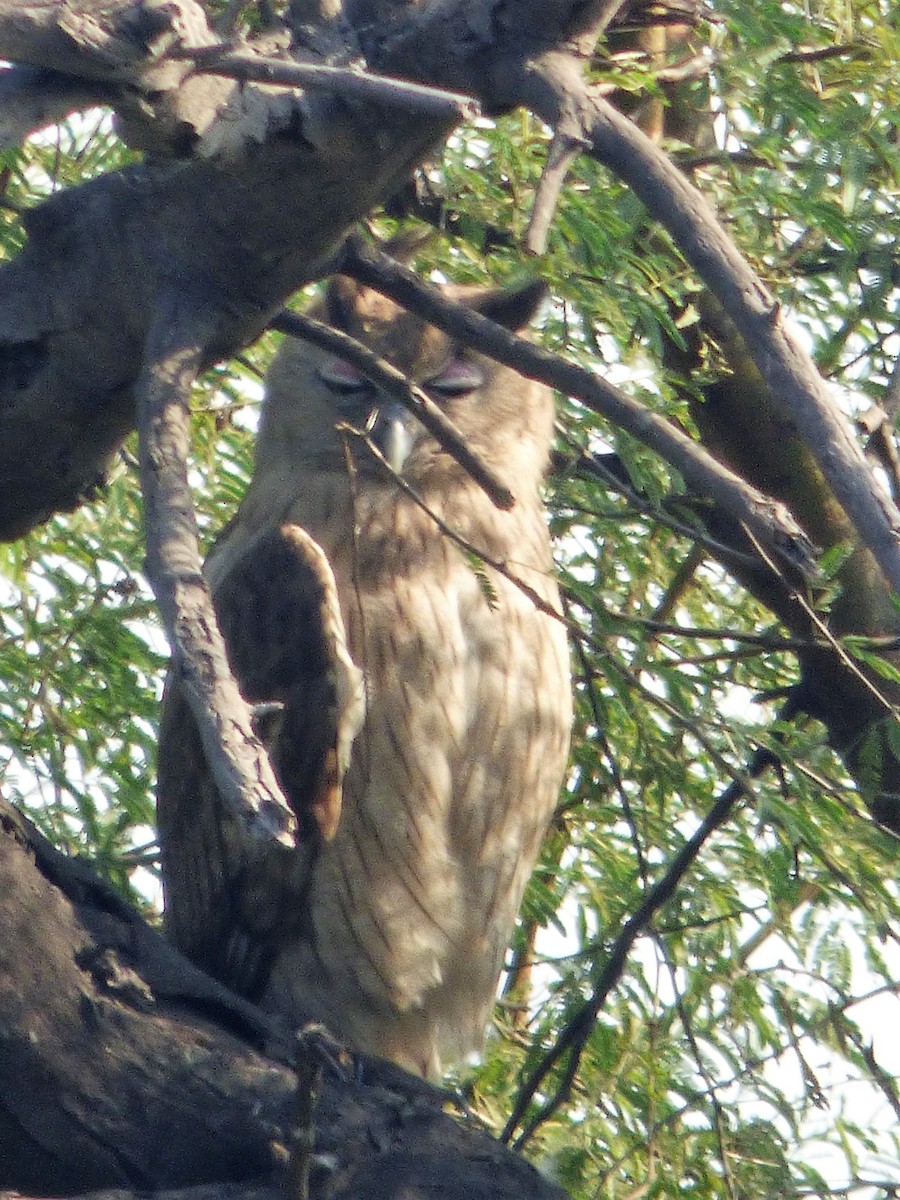 Dusky Eagle-Owl - Rustom Jamadar