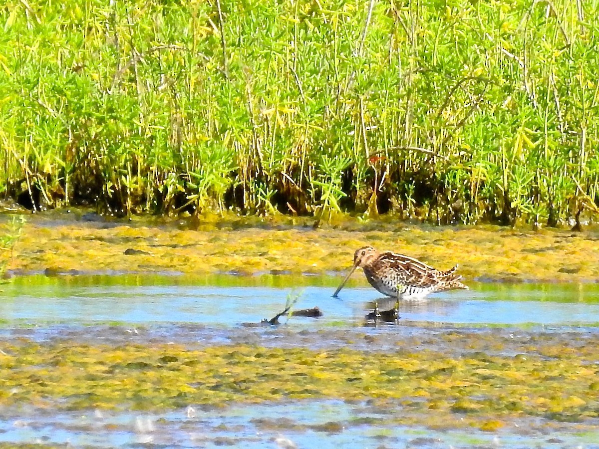 Wilson's Snipe - Michael Young