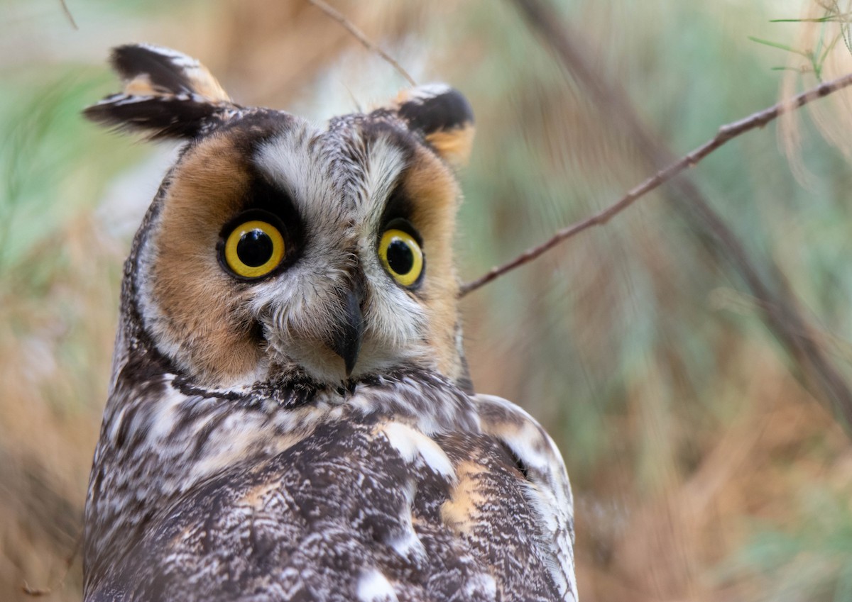 Long-eared Owl - Joseph Zeno