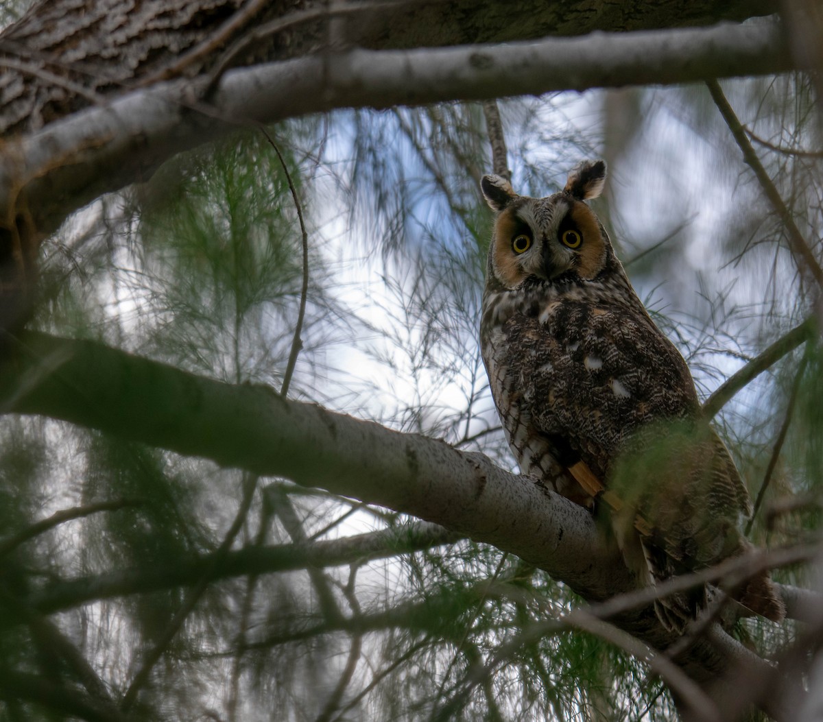 Long-eared Owl - Joseph Zeno