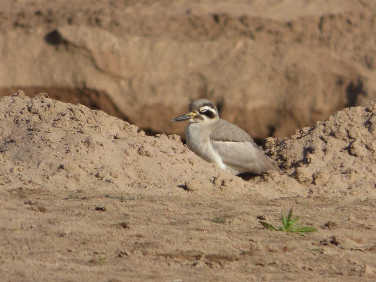 Great Thick-knee - ML136570831