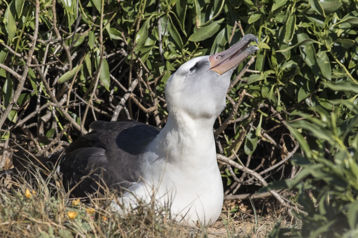 Laysan Albatross - Jacob Drucker
