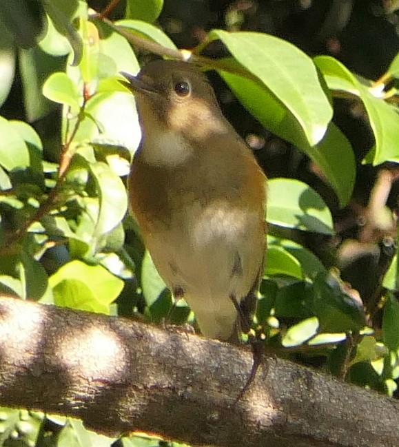 Red-flanked Bluetail - ML136573601