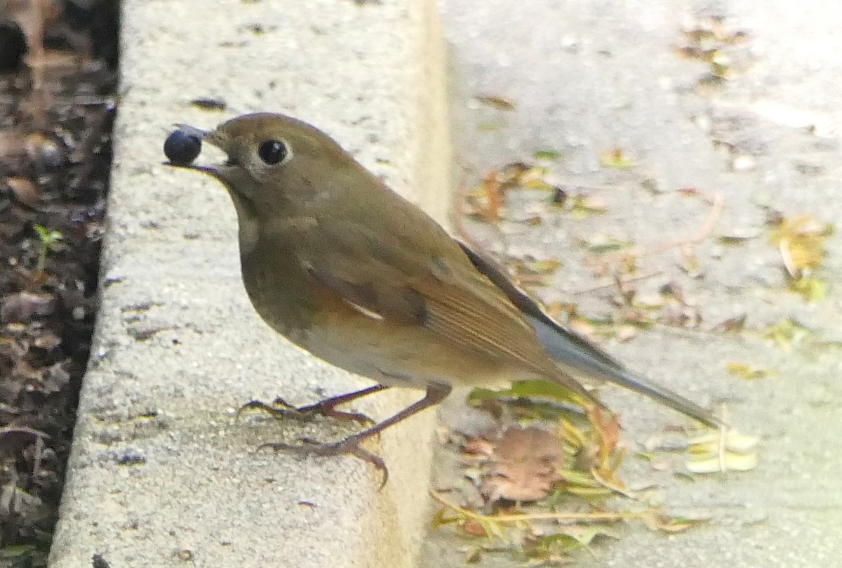 Red-flanked Bluetail - ML136573621
