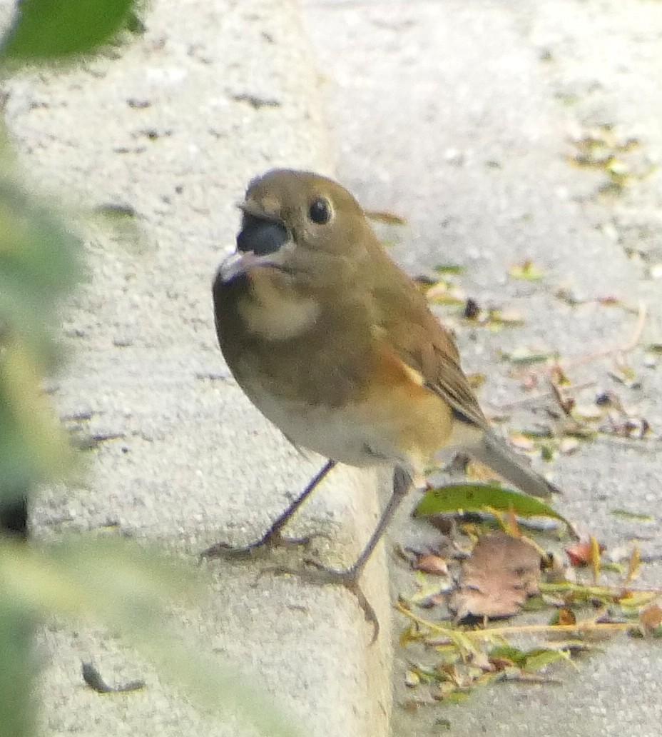 Red-flanked Bluetail - ML136573641
