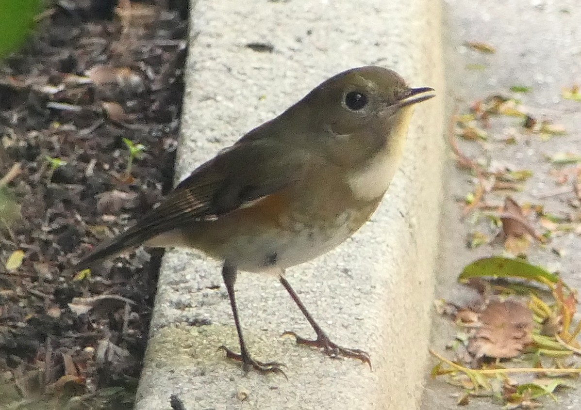 Red-flanked Bluetail - ML136573661
