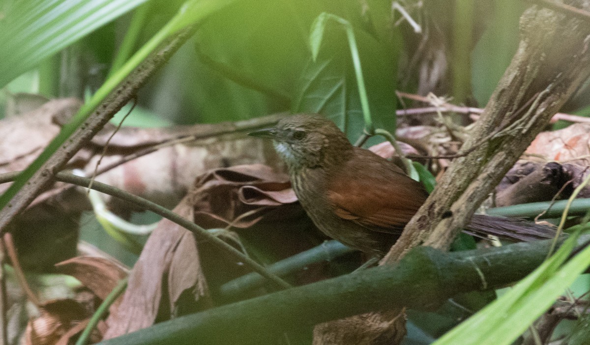 Stripe-breasted Spinetail - ML136575621