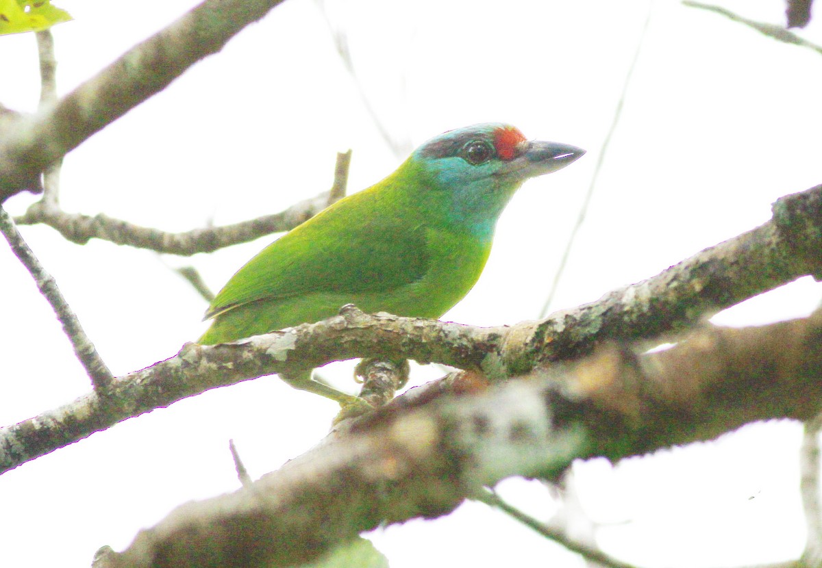 Turquoise-throated Barbet - ML136576311