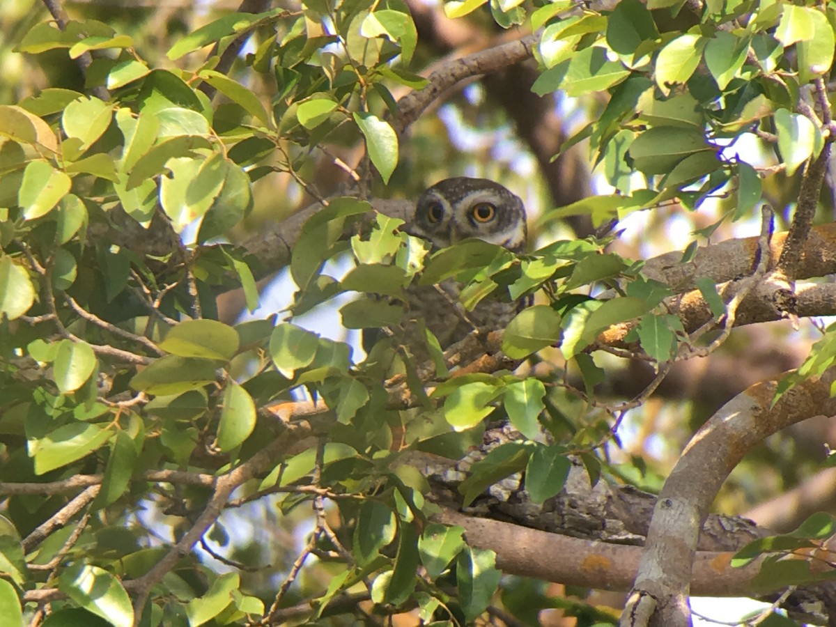 Spotted Owlet - Sarom Reth