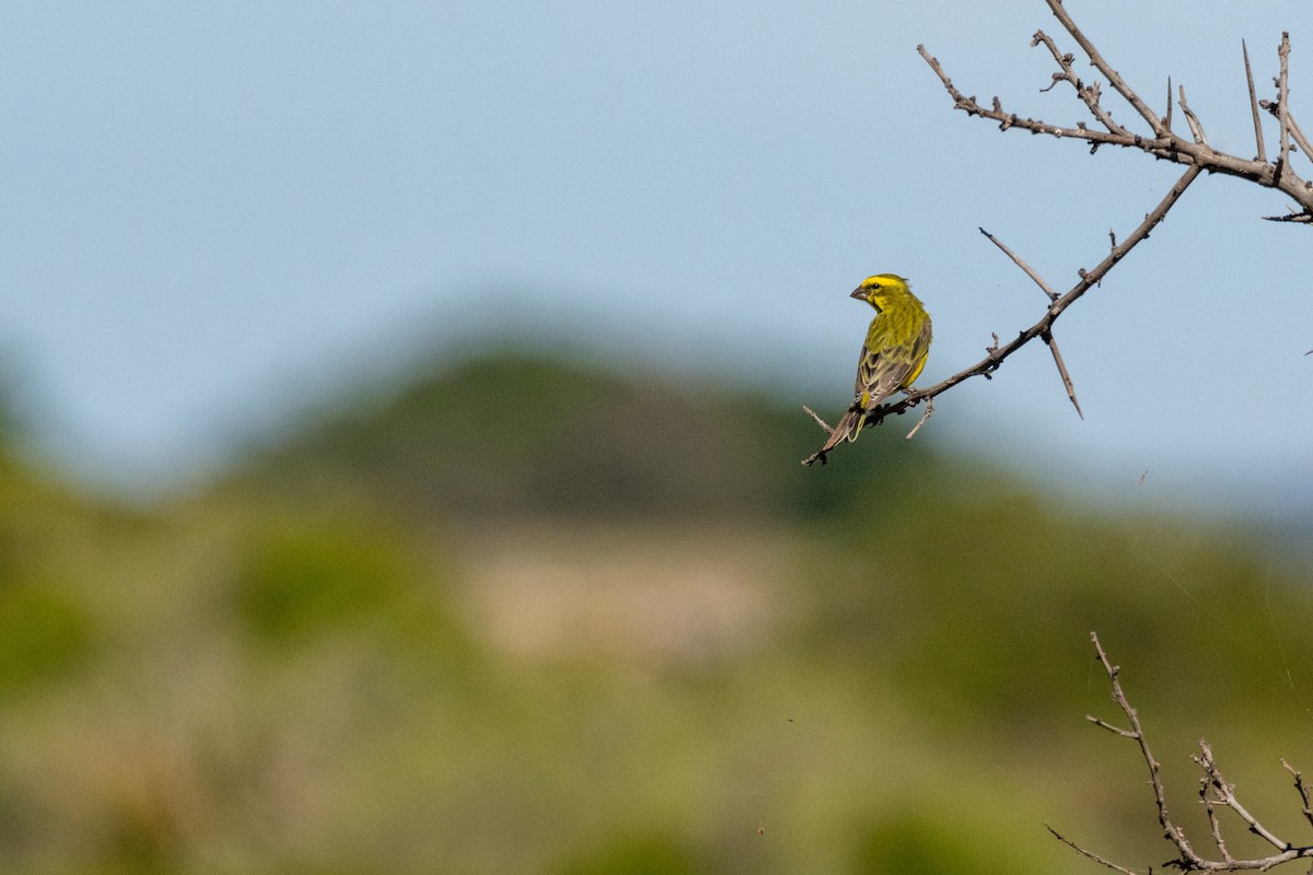 Yellow Canary - Raphaël Nussbaumer