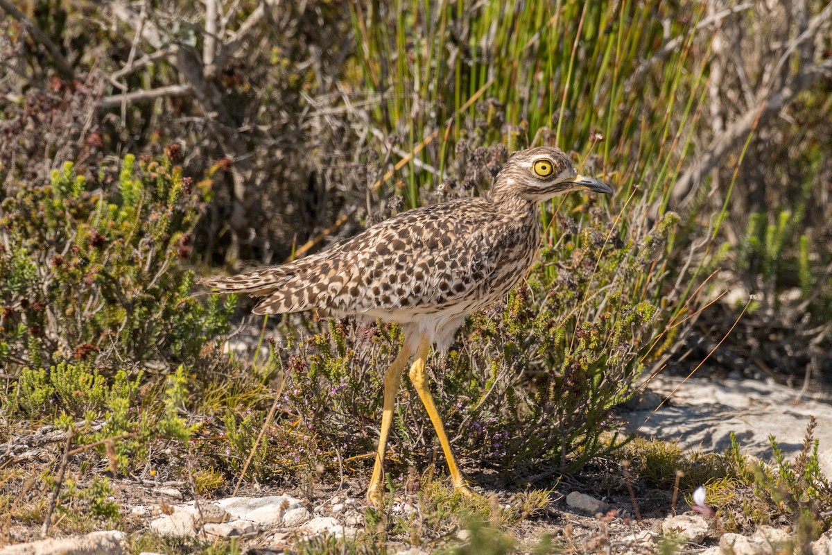 Spotted Thick-knee - ML136579731