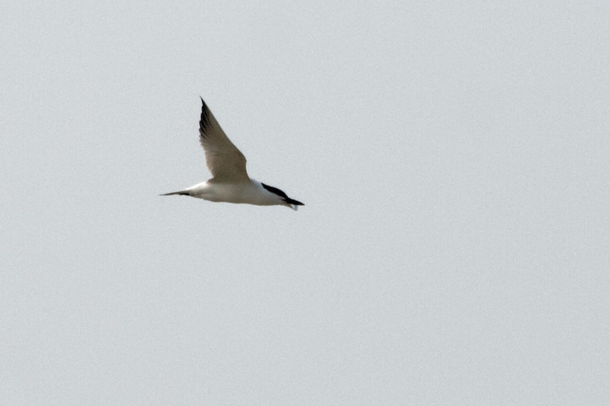 Gull-billed Tern - Stuart Price