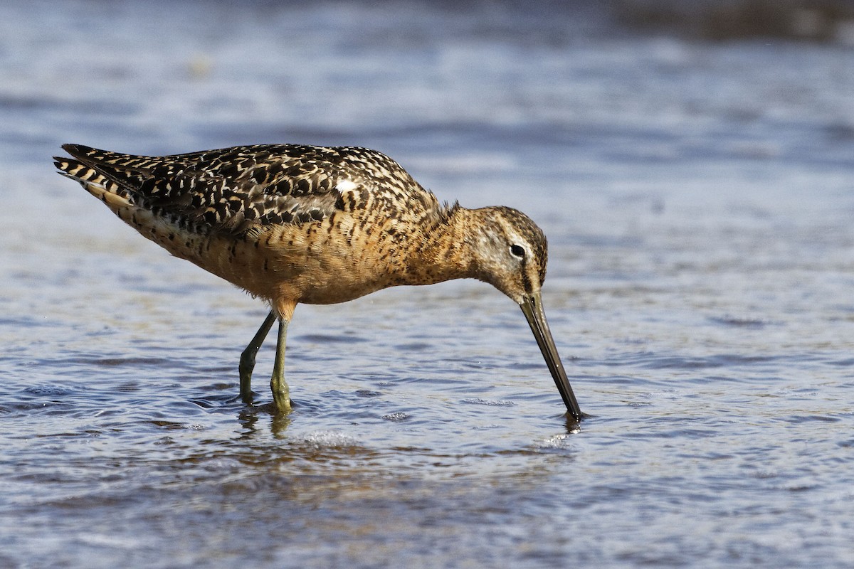 Long-billed Dowitcher - Stuart Price