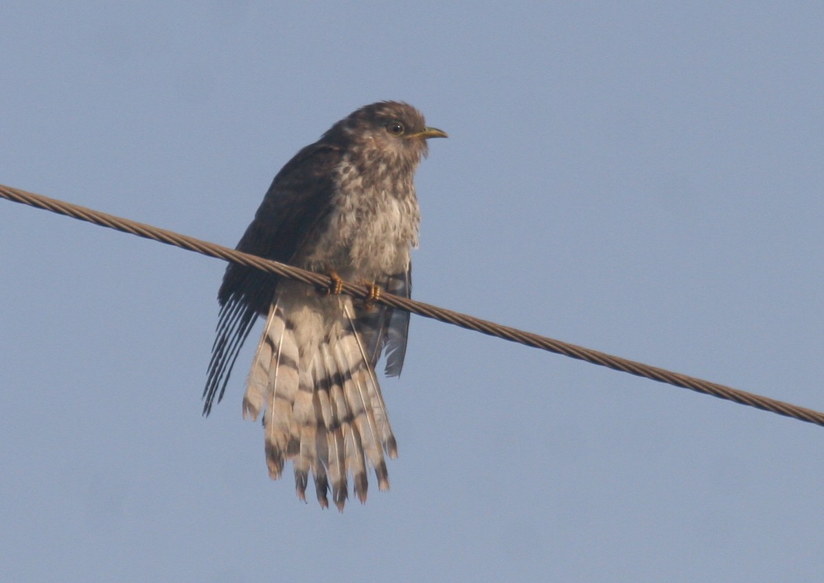 Common Hawk-Cuckoo - Amrish  Bidaye