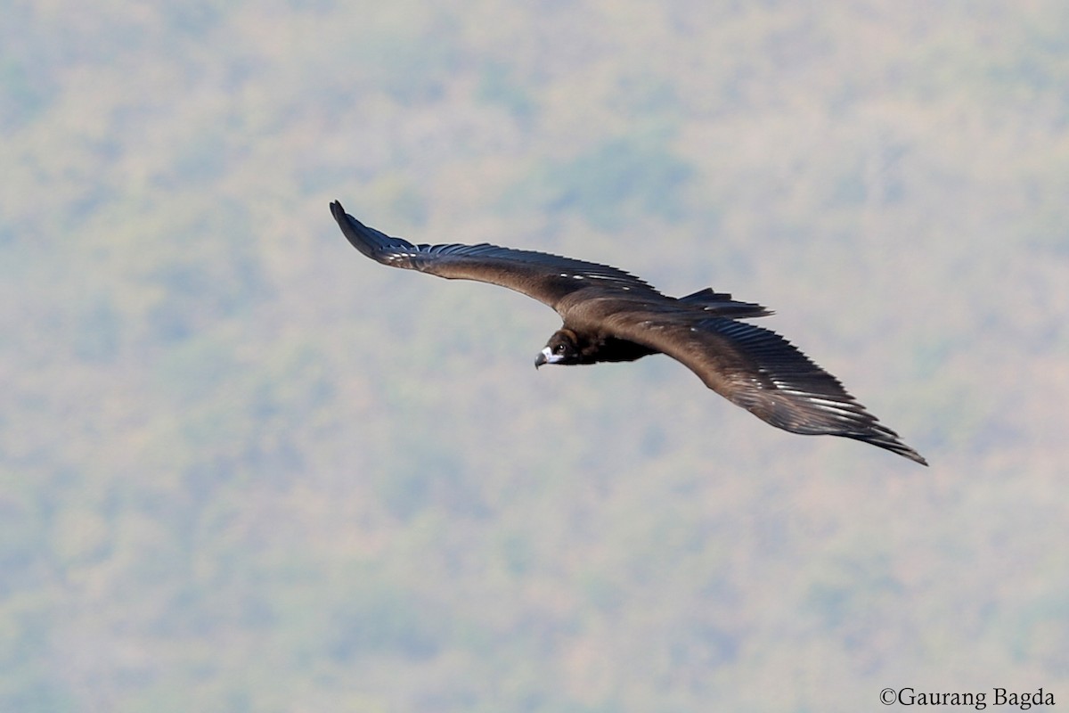 Cinereous Vulture - Gaurang Bagda