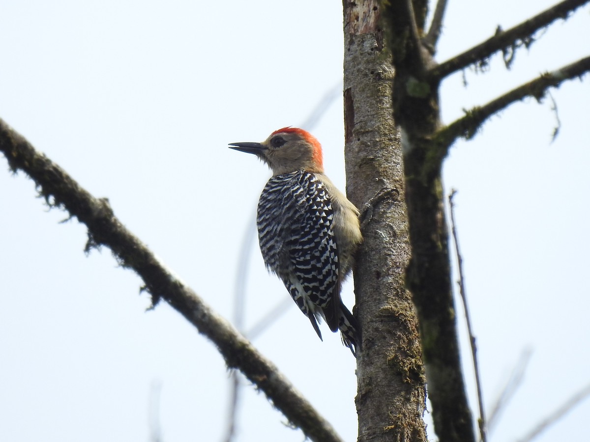 Red-crowned Woodpecker - John and Milena Beer