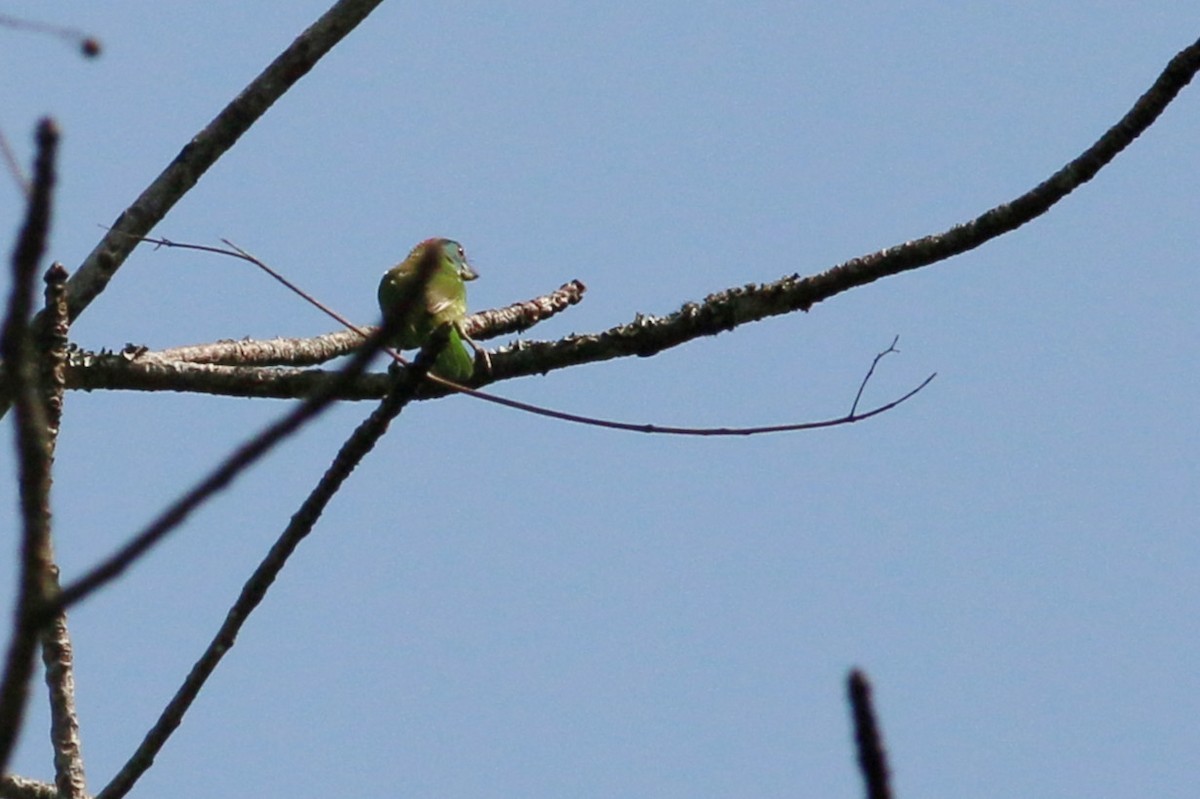 Blue-throated Barbet - Joost Foppes