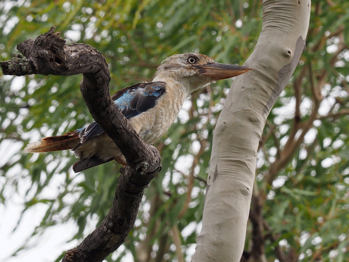 Blue-winged Kookaburra - Len and Chris Ezzy