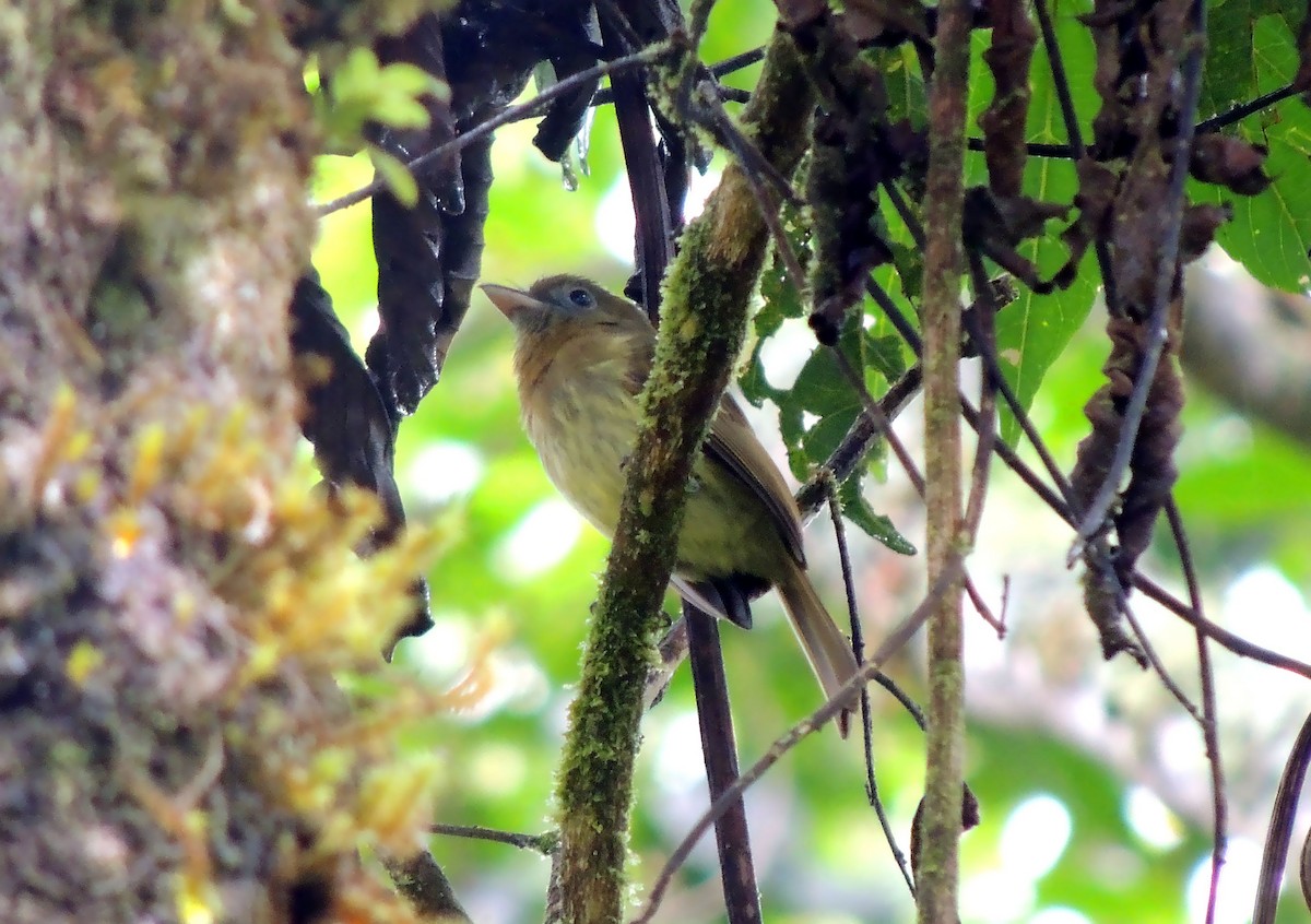 Fulvous-breasted Flatbill - ML136593371
