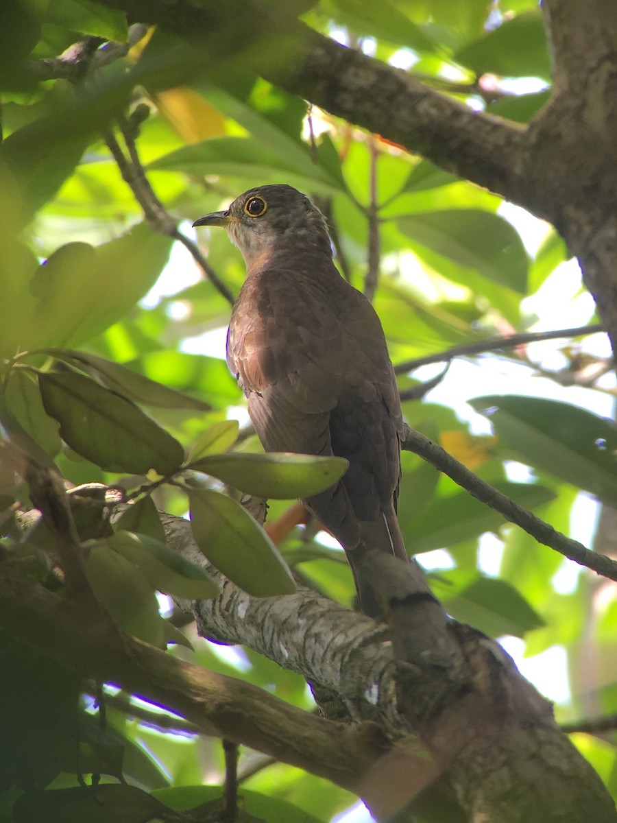 Indian Cuckoo - Martin Kennewell