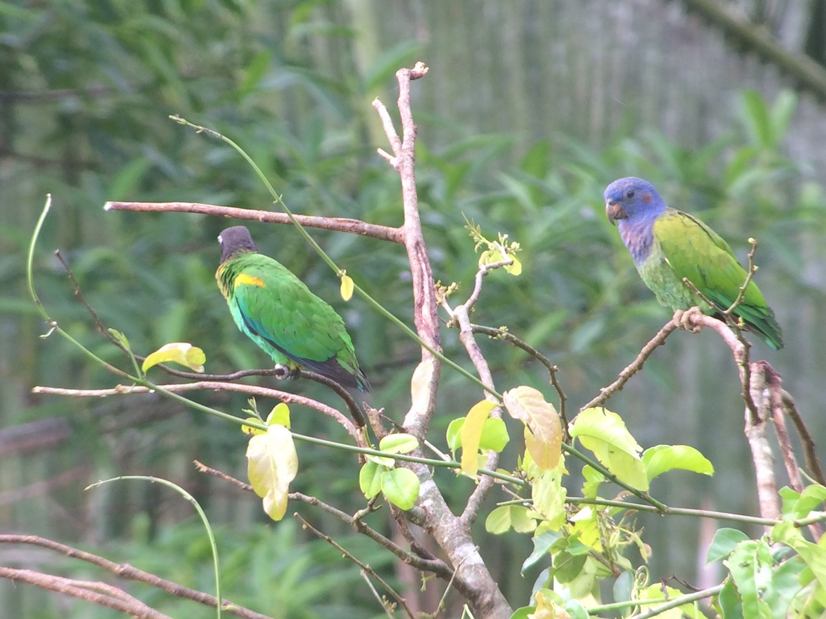 Blue-headed Parrot - Susan Killeen