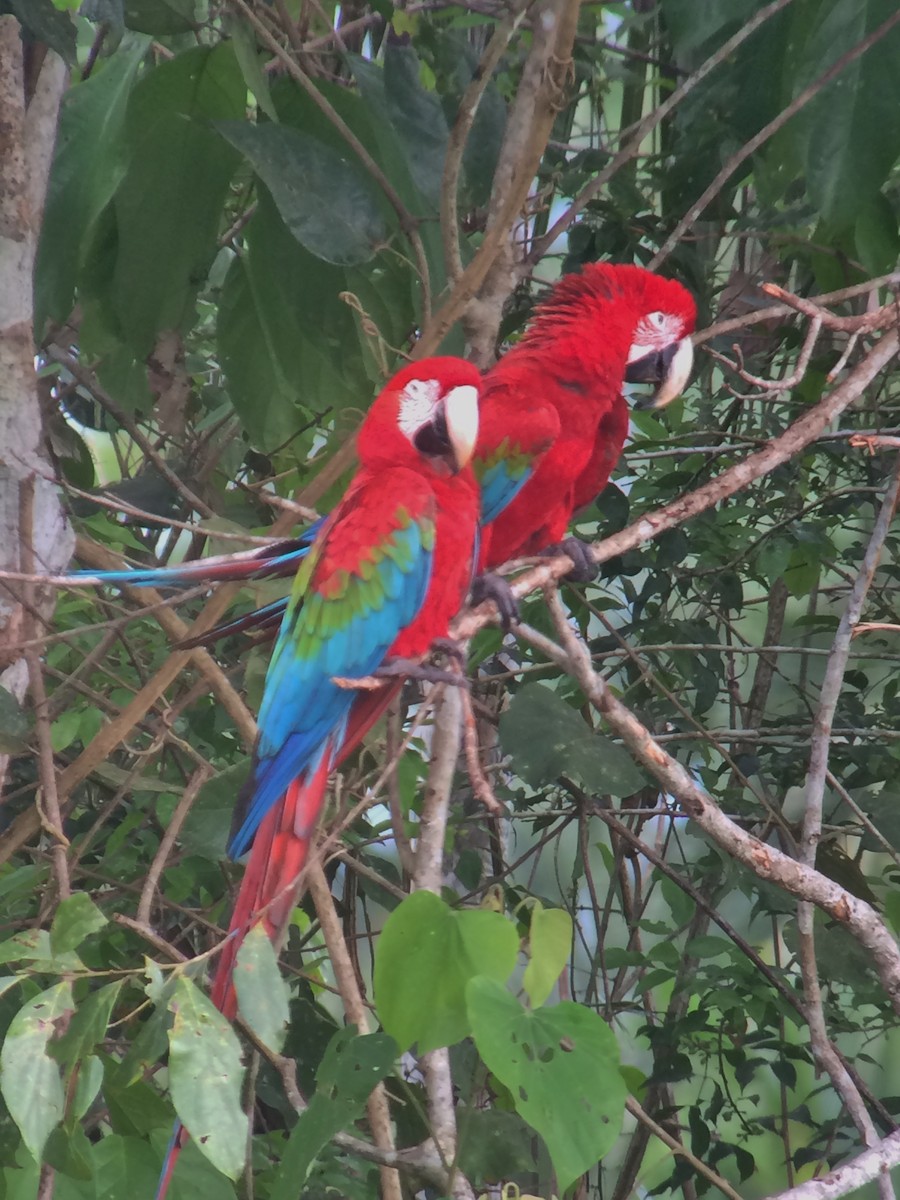 Red-and-green Macaw - ML136594501