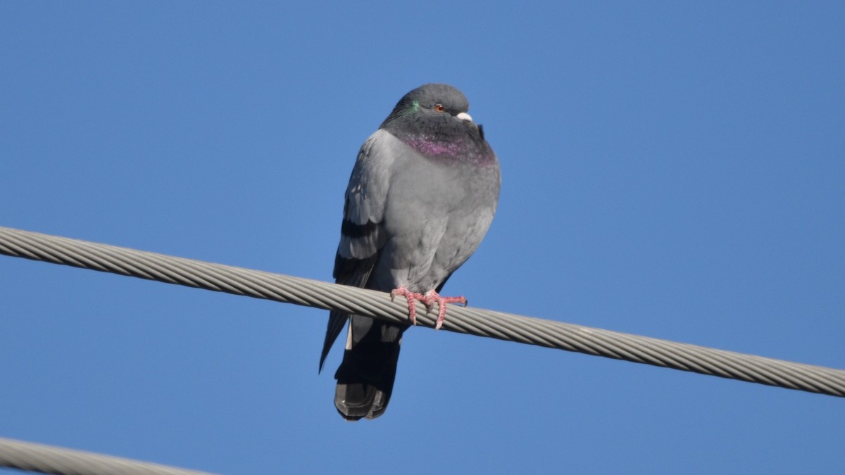 Rock Pigeon (Feral Pigeon) - Randy McCarthy