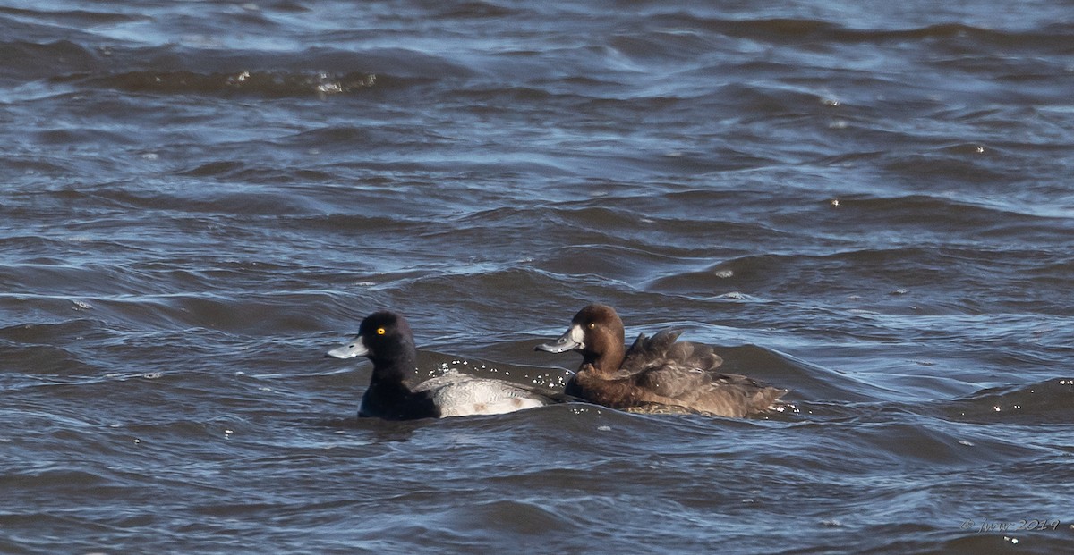 Greater Scaup - Janey Woodley
