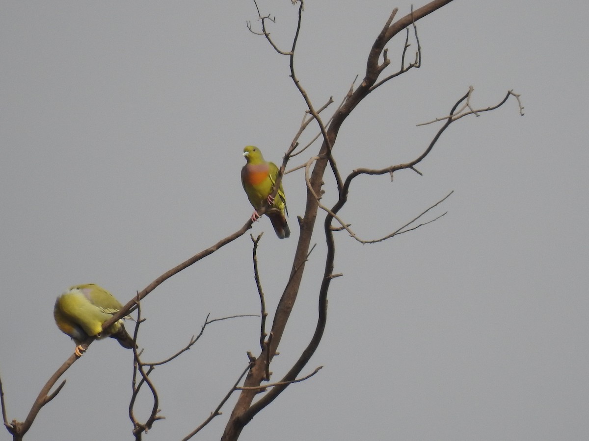 Orange-breasted Green-Pigeon - Raju Kasambe